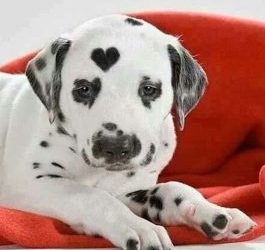 Promoción Mascotattoo